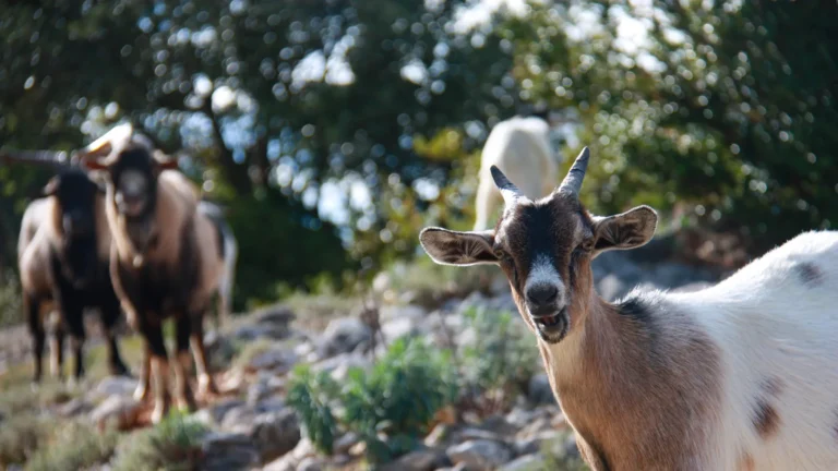 chevre
